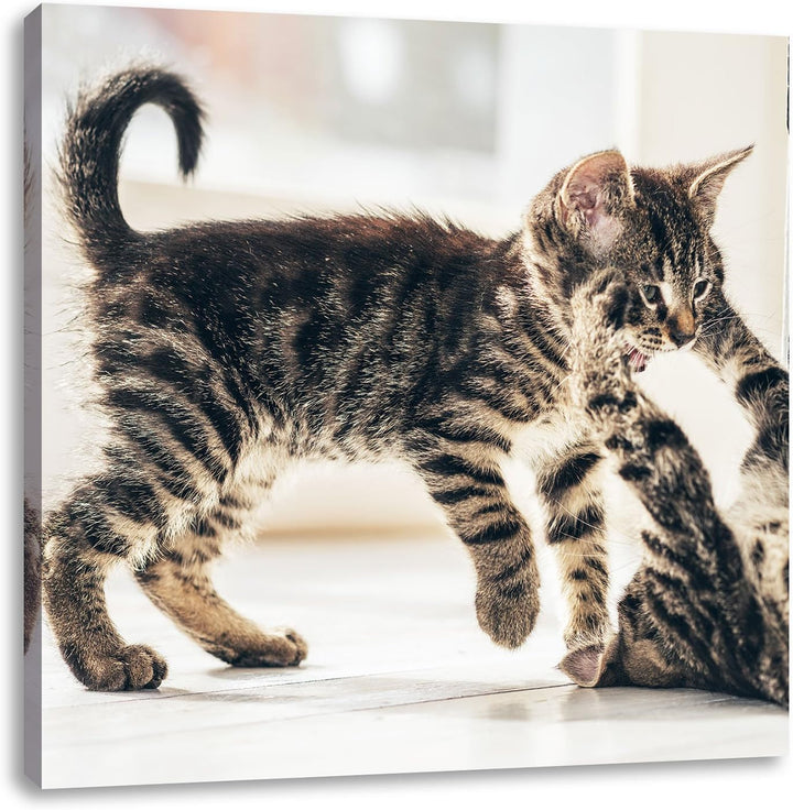 Fighting Cats, Format: 70x70 auf Leinwand, XXL riesige Bilder fertig gerahmt mit Keilrahmen, Kunstdr