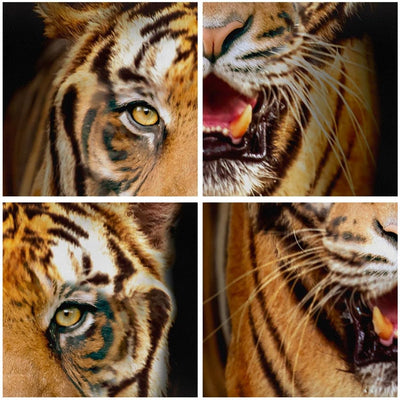 ARTTOR Bilder auf Leinwand 100x70cm Leinwandbild mit Rahmen tiger tier Gross Wanddeko Bild Schlafzim