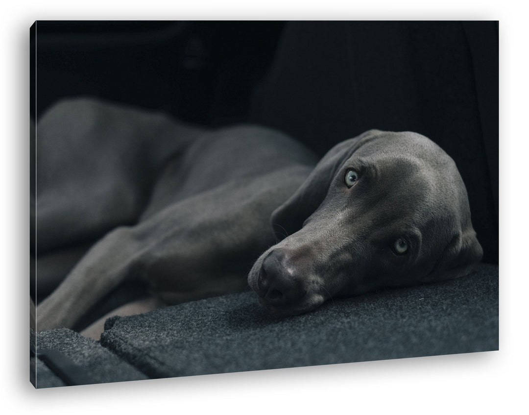 niedlicher treuer Hund auf dem Sofa Format: 80x60 als Leinwand, Motiv fertig gerahmt auf Echtholzrah