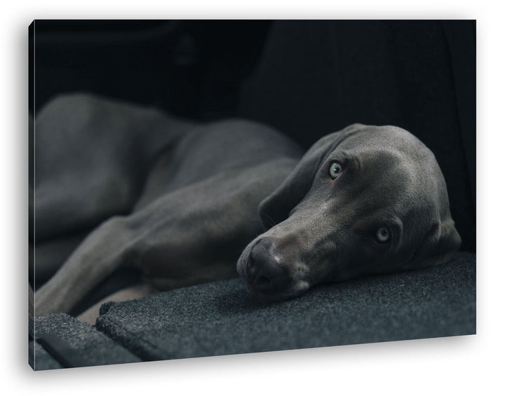 niedlicher treuer Hund auf dem Sofa Format: 80x60 als Leinwand, Motiv fertig gerahmt auf Echtholzrah