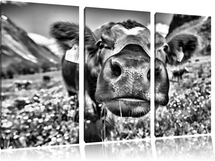 Pixxprint Monocrome, Süsse Alpen Kuh auf Bergwiese 3-Teiler Leinwandbild 120x80 Bild auf Leinwand