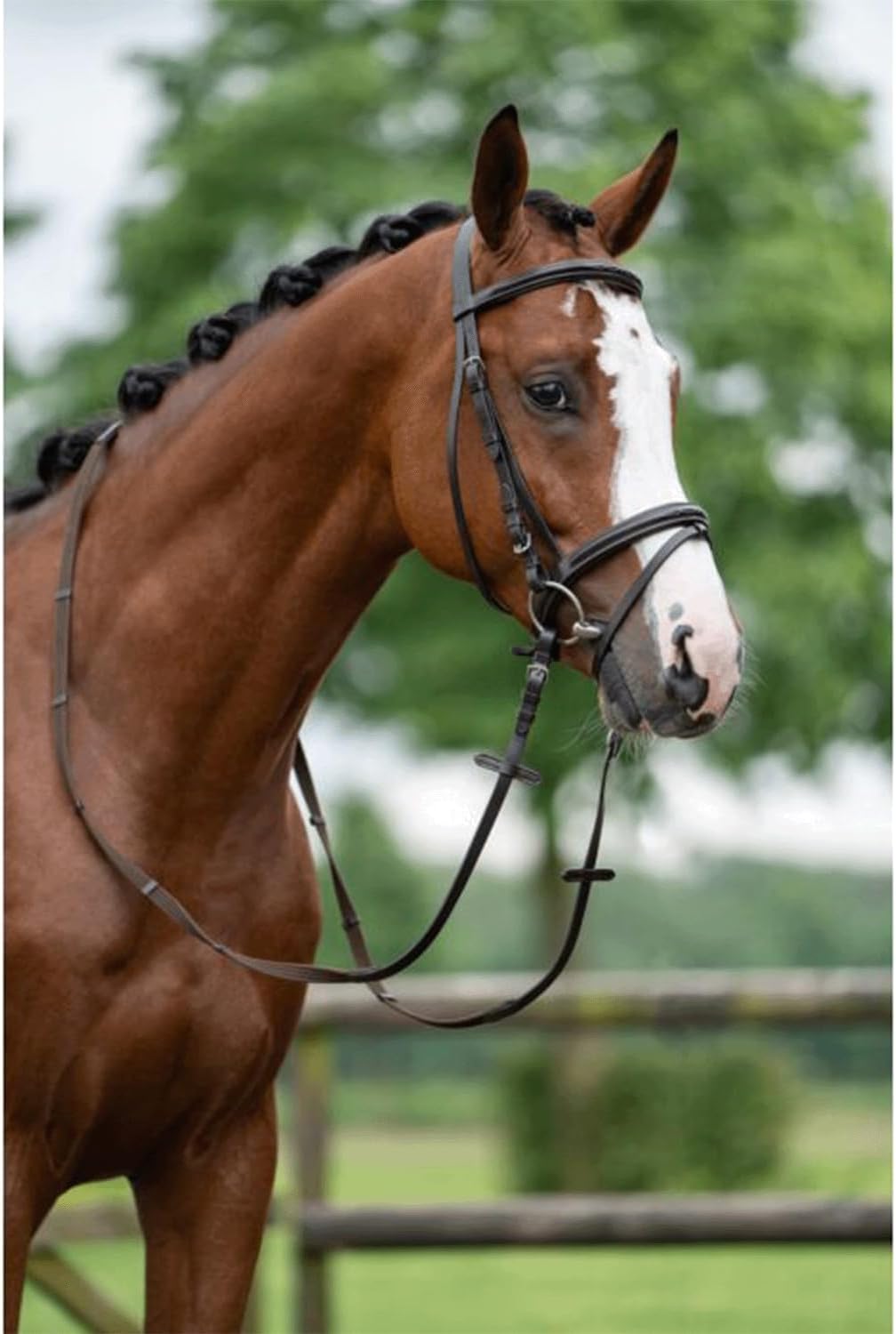 HKM 10892400.0622 Reittrense, Jana Pony, Pony