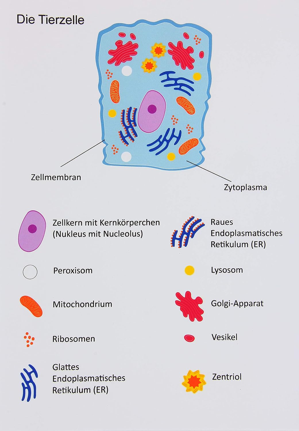 Betzold - Magnetische Tier- und Pflanzenzelle - Botanik Bilingualer Unterricht Mehrfarbig, Mehrfarbi