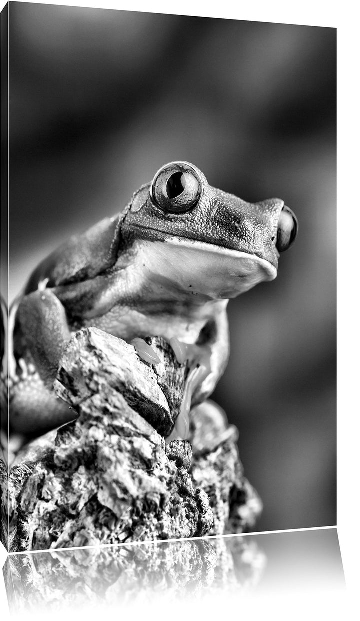 Pixxprint Grüner Rotaugen Frosch als Leinwandbild/Grösse: 100x70 / Wandbild/Kunstdruck/fertig bespan