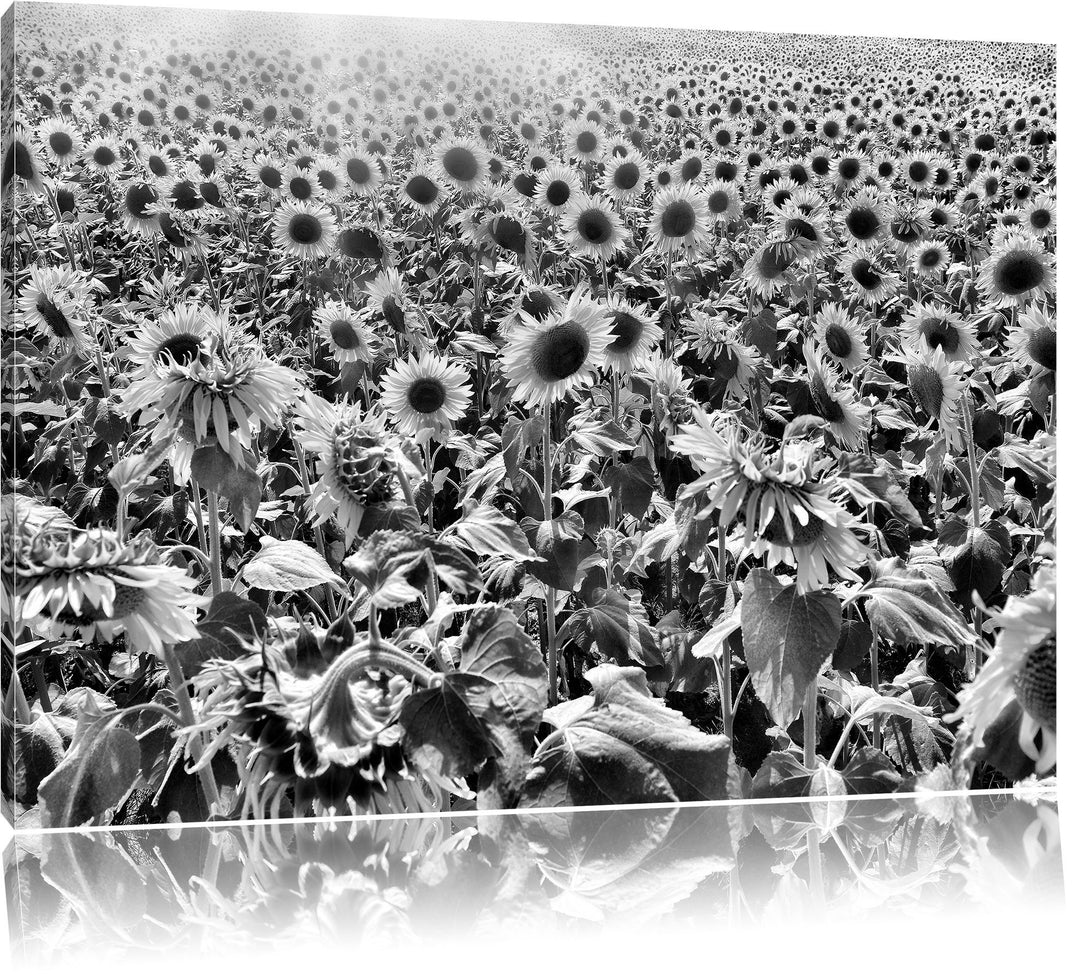 Pixxprint Riesiges Sonnenblumenfeld als Leinwandbild/Grösse: 100x70 cm/Wandbild/Kunstdruck/fertig be