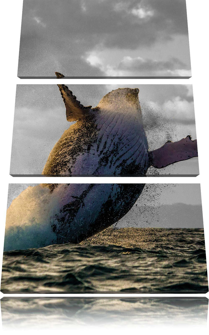 Pixxprint riesiger Buckelwal in Canada schwarz/weiss 3-Teiler Leinwandbild 120x80 Bild auf Leinwand