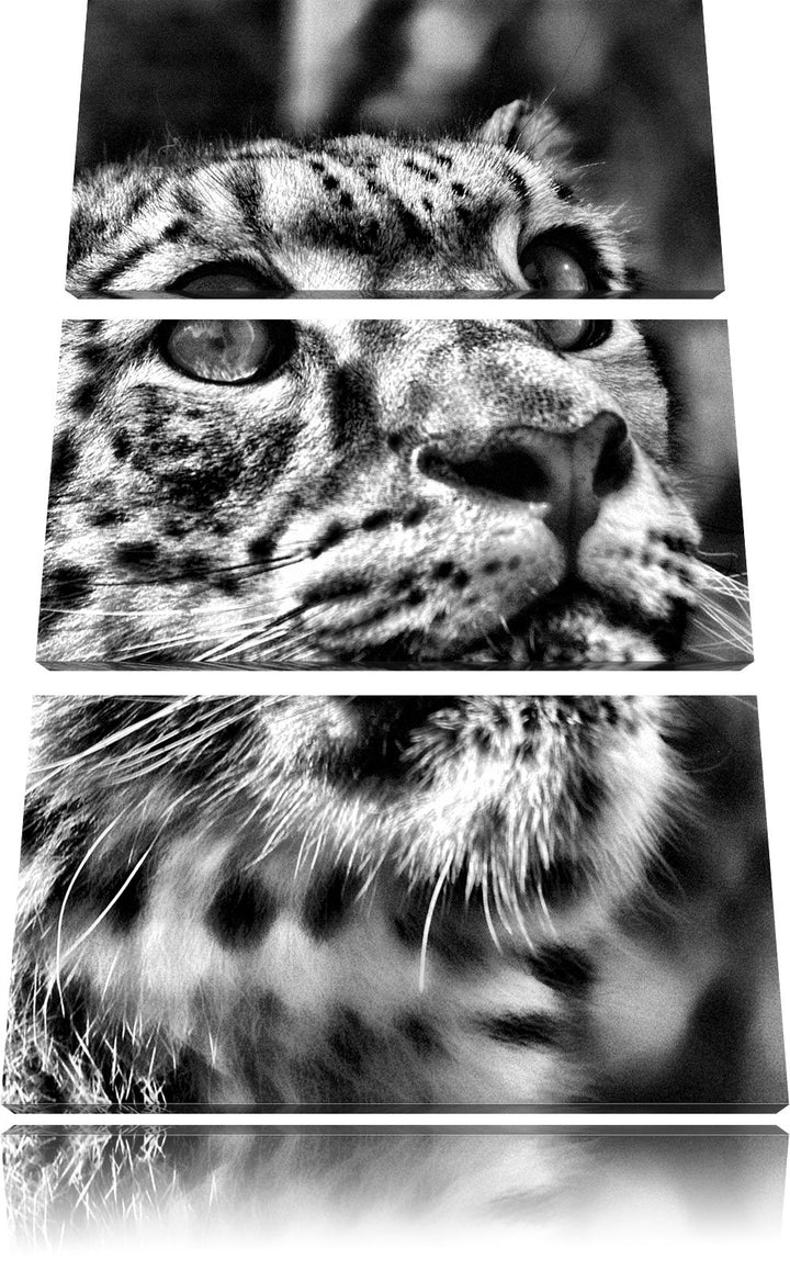 Pixxprint Leopard als Leinwandbild/Grösse: 3 Teilig (120x80) cm/Wandbild/Kunstdruck/fertig bespannt