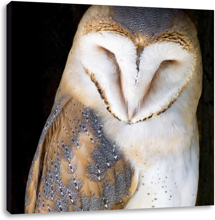 Pixxprint Schleiereule, Format: 70x70 auf Leinwand, XXL riesige Bilder fertig gerahmt mit Keilrahmen