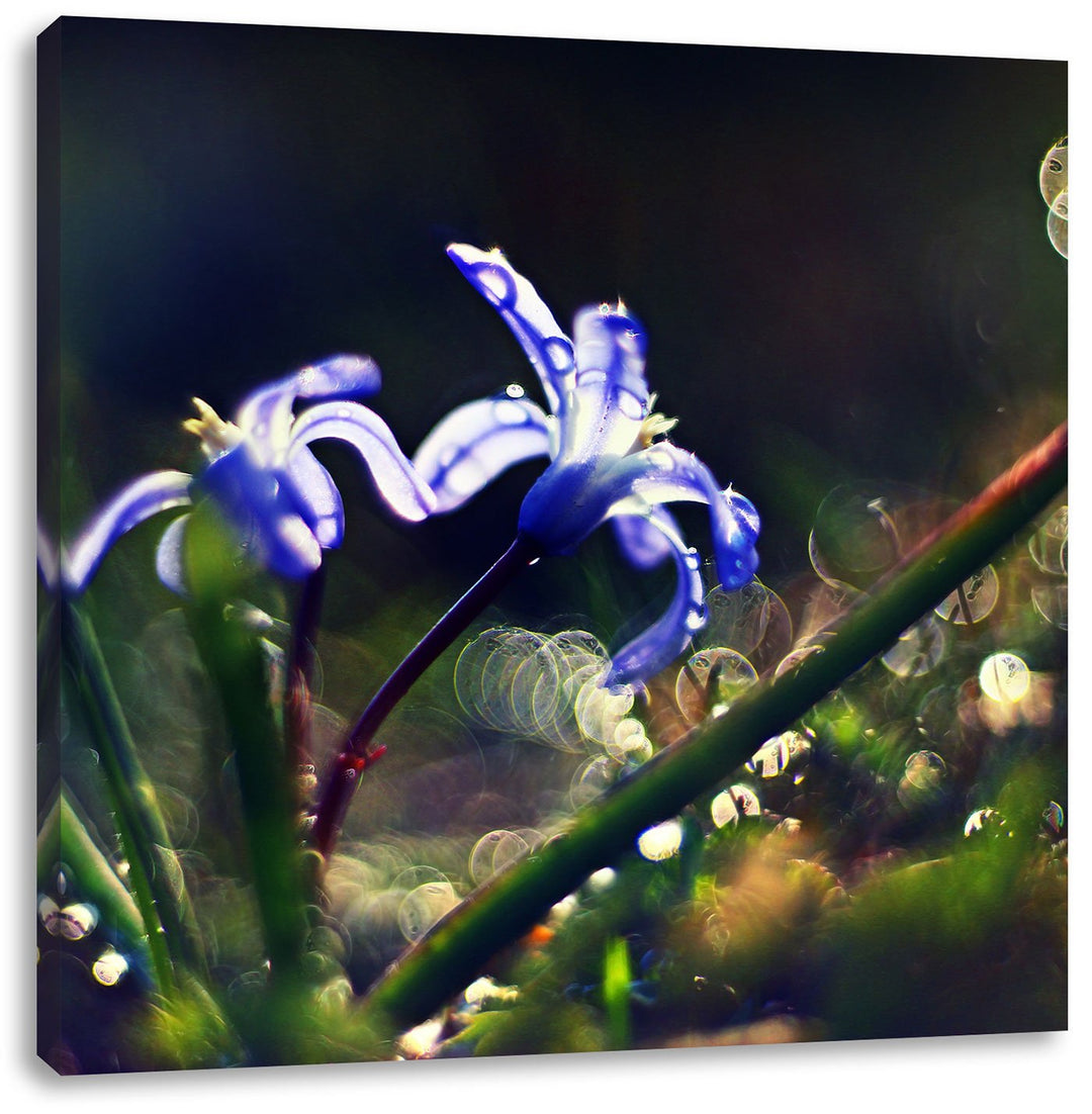 Pixxprint Zarte Lila Wiesenblumen im Morgentau, Format: 70x70 auf Leinwand, 70x70