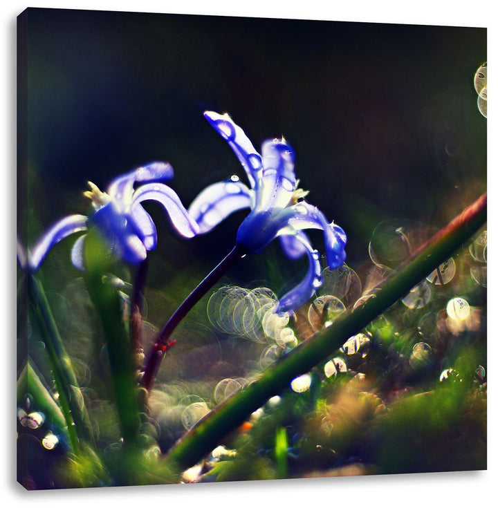 Pixxprint Zarte Lila Wiesenblumen im Morgentau, Format: 70x70 auf Leinwand, 70x70