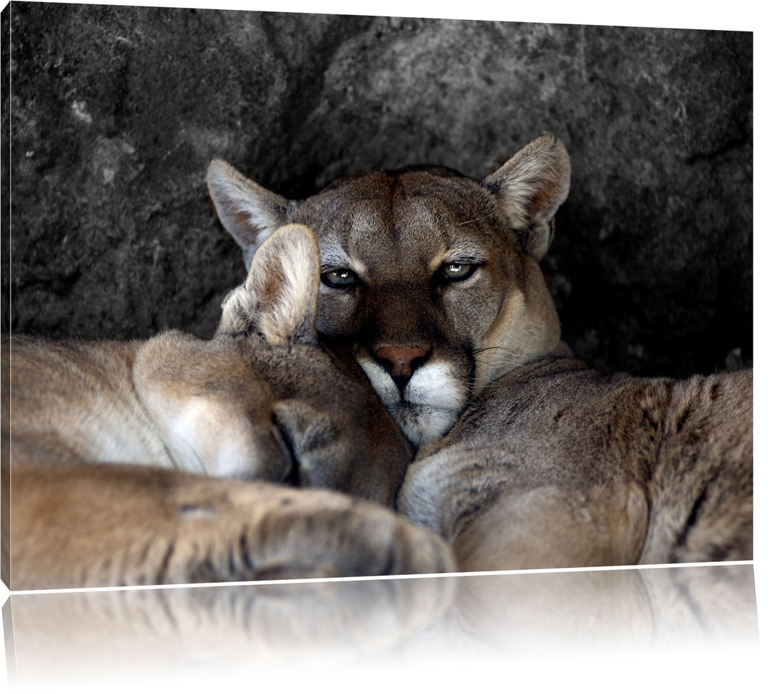 Pixxprint verschlafenes Puma Paar als Leinwandbild/Grösse: 100x70 / Wandbild/Kunstdruck/fertig bespa
