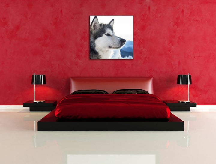 Süsser Husky im Schnee, Format: 70x70 auf Leinwand, XXL riesige Bilder fertig gerahmt mit Keilrahmen