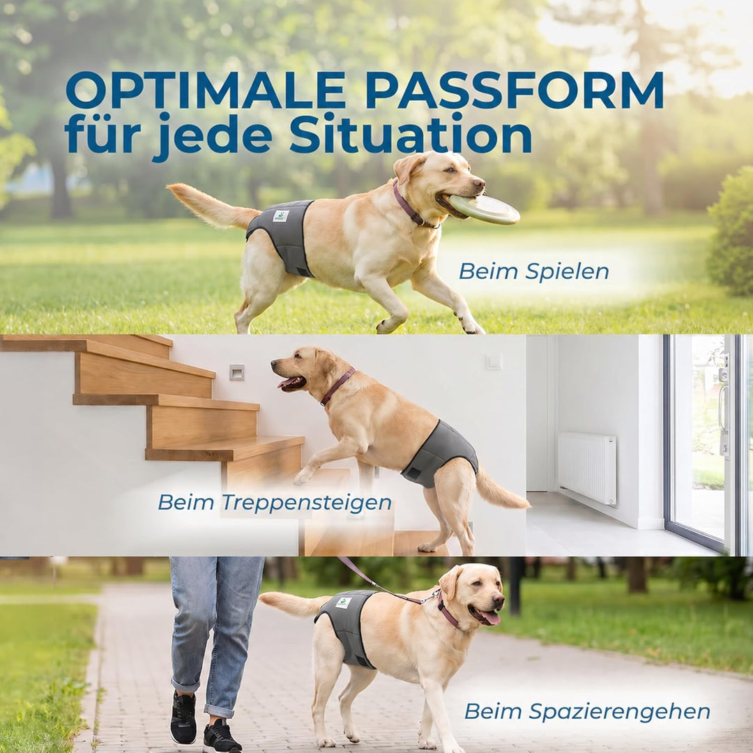 Läufigkeitshose für Hündinnen 2.0 - Hundewindeln aus hochwertigem perforiertem Neopren für einen opt