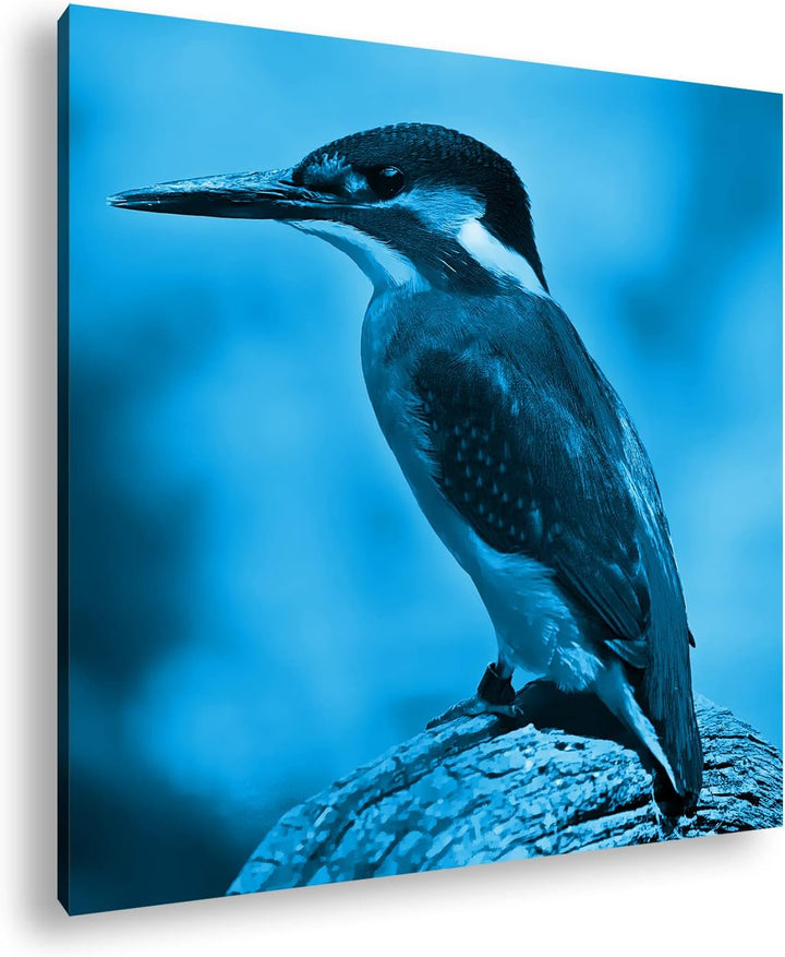 deyoli Eleganter Eisvogel mit blauem Gefieder Format: 60x60 Effekt: Monocrome Blau als Leinwandbild,