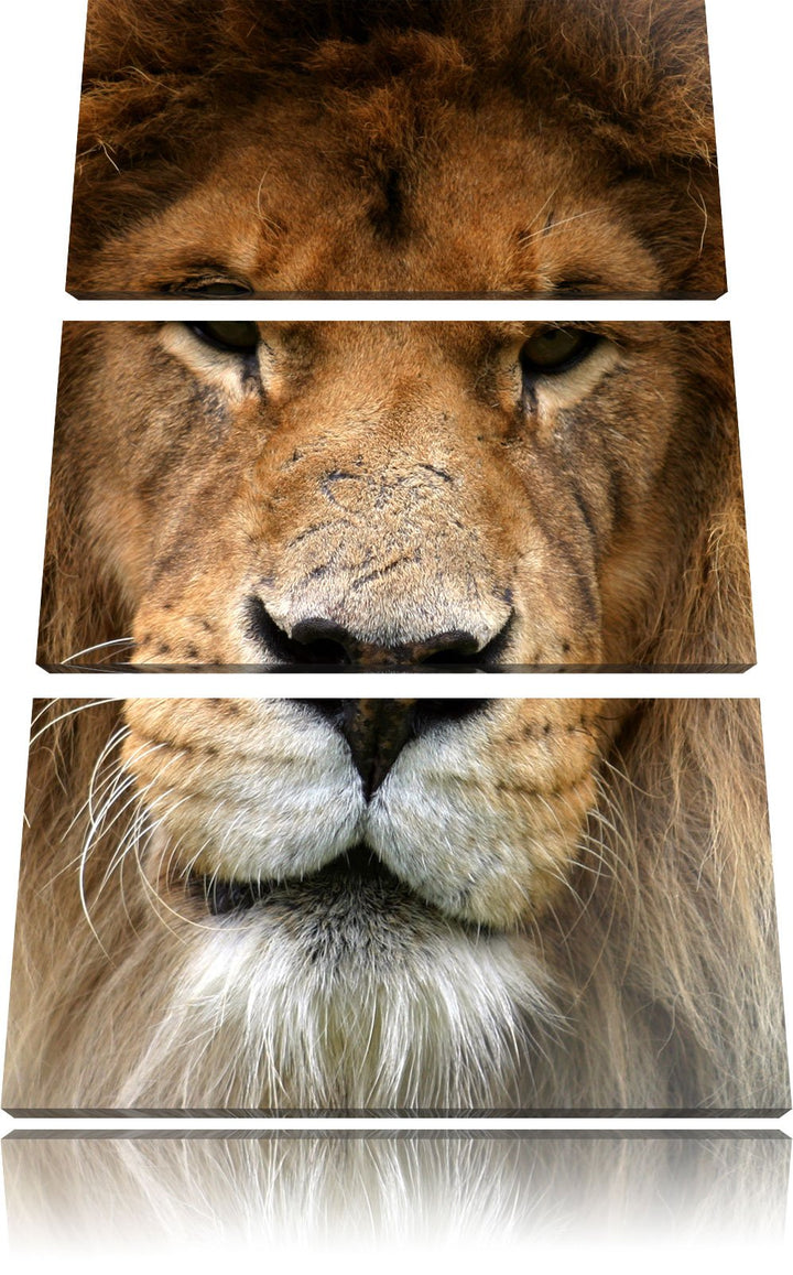 Pixxprint Kampfvernarbten / 3-Teilig/Gesamtmass 120cm Leinwandbild bespannt auf Holzrahmen/Wandbild