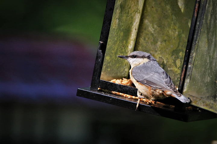 Handgefertiges Kiefernholz-Futterhaus mit ausziehbarem Futterkasten | Wetterfest | Garten, Balkon od