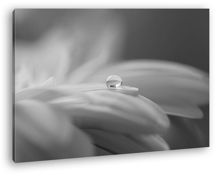 deyoli Wassertropfen auf Blauer Blume Effekt: Schwarz/Weiss im Format: 60x40 als Leinwandbild, Motiv