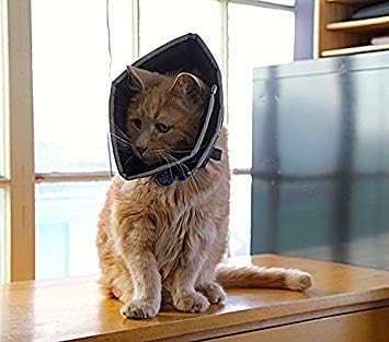 All Four Paws „The Comfy Cone“ Halskrause für Haustiere, Small Small Schwarz, Small Schwarz