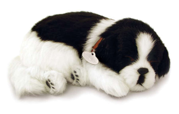 Hundewelpe Border Collie, der richtig atmet The Breathing Puppy