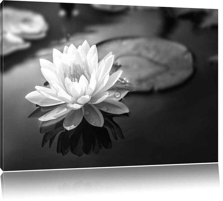 Pixxprint Lotusblume in Teich als Leinwandbild/Grösse: 100x70 cm/Wandbild/Kunstdruck/fertig bespannt