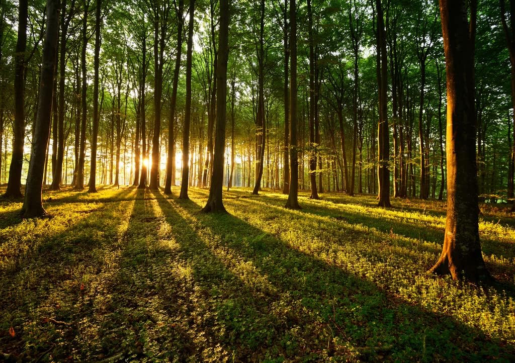 Lais Puzzle Lichtstrahlen im Wald 1000 Teile