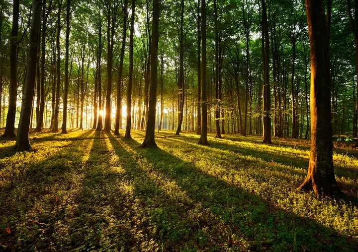 Lais Puzzle Lichtstrahlen im Wald 1000 Teile