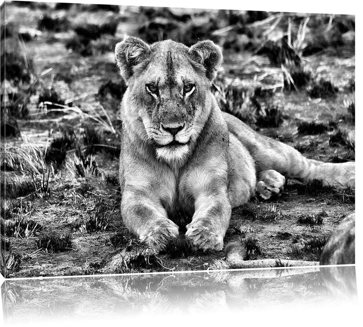 Pixxprint Monocrome, Löwin ruht auf Boden, Format: 100x70 auf Leinwand, riesige Bilder fertig gerahm