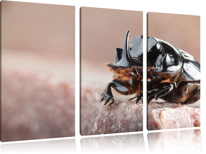 Pixxprint Nashornkäfer Porträt / 3-Teilig/Gesamtmass 120cm Leinwandbild bespannt auf Holzrahmen/Wand