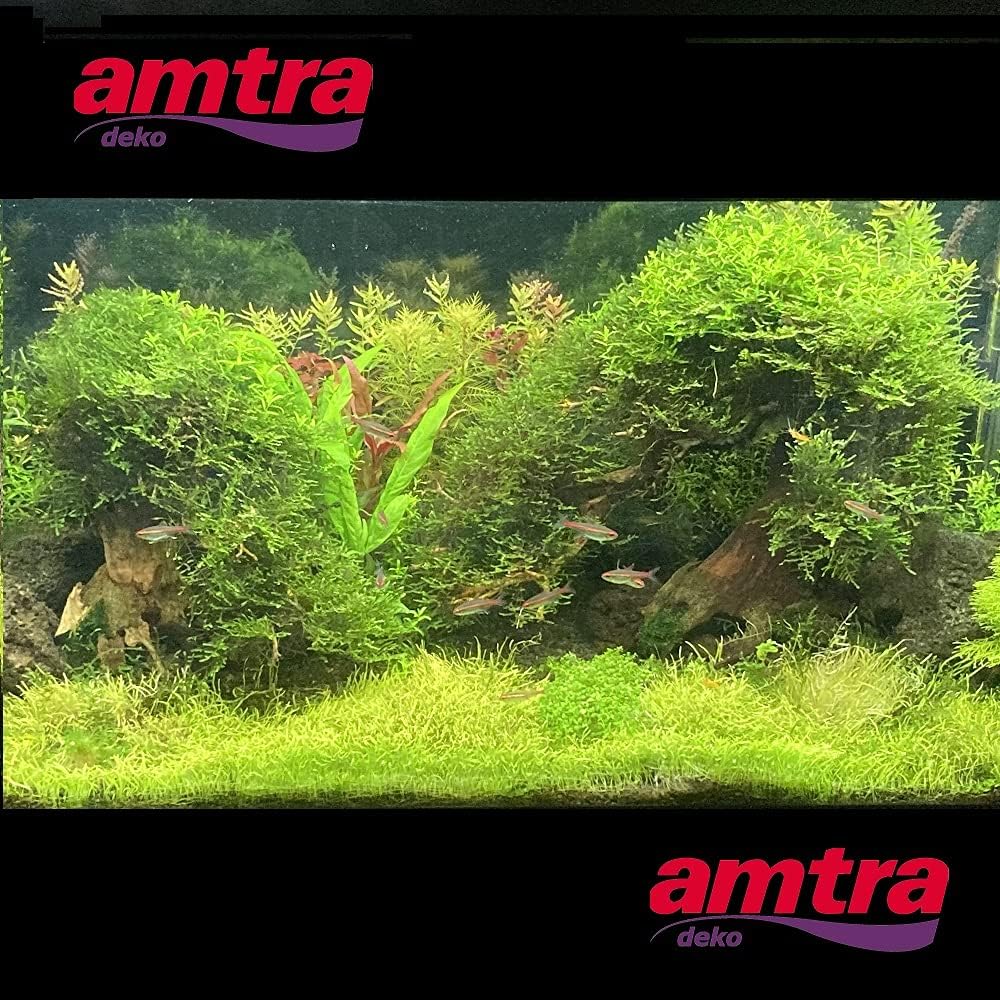 Amtra - Oriental Wind 5 Holz, handgefertigt, für Aquarien, 25x10x18 cm, Small mehrfarbig Small, mehr