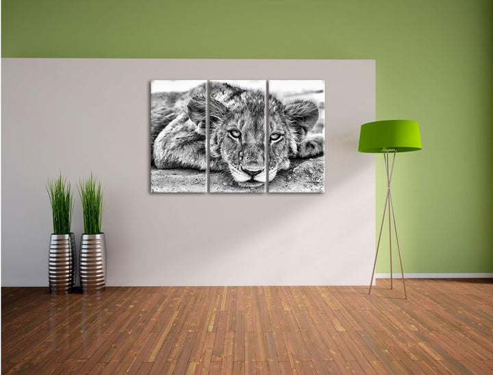 Pixxprint wachsamer junger Löwe als Leinwandbild/Grösse: 3 Teilig (120x80) cm/Wandbild/Kunstdruck/fe