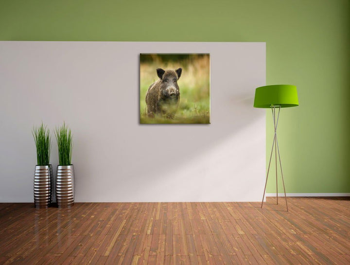 Pixxprint Stolzes Wildschwein im Wald als Leinwandbild/Grösse: 70x70 cm/Wandbild/Kunstdruck/fertig b