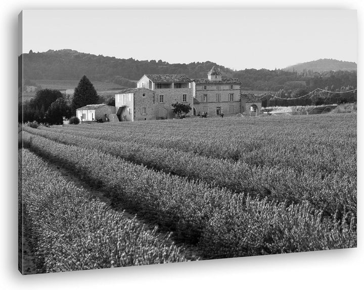 deyoli beeindruckendes Lavendelfeld in Frankreich Effekt: Schwarz/Weiss Format: 80x60 als Leinwandbi
