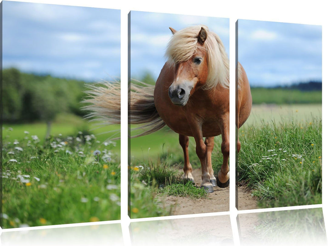 Pixxprint Shetlandpony auf der Wiese 3-Teiler Leinwandbild 120x80 Bild auf Leinwand