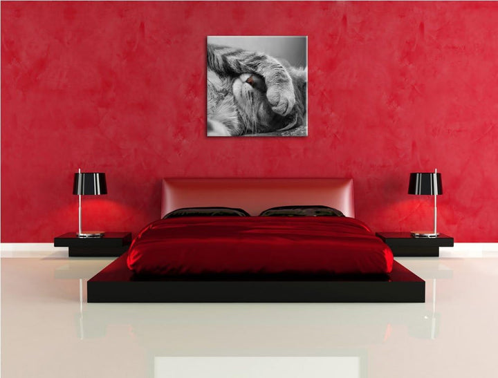 Pixxprint niedliche Katze beim schlafen/Format: 70x70cm / Leinwandbild fertig bespannt Wandbild Kuns