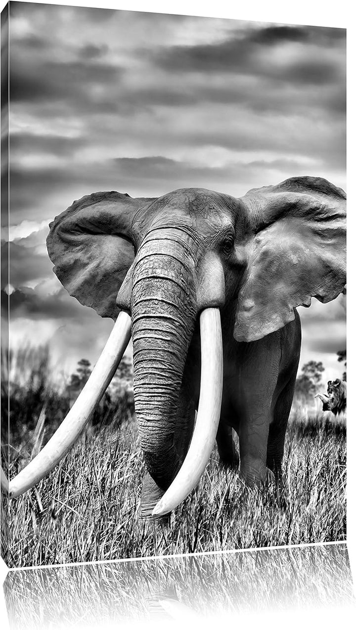 Pixxprint Stolzer Elefant in Savanne als Leinwandbild/Grösse: 100x70 cm/Wandbild/Kunstdruck/fertig b