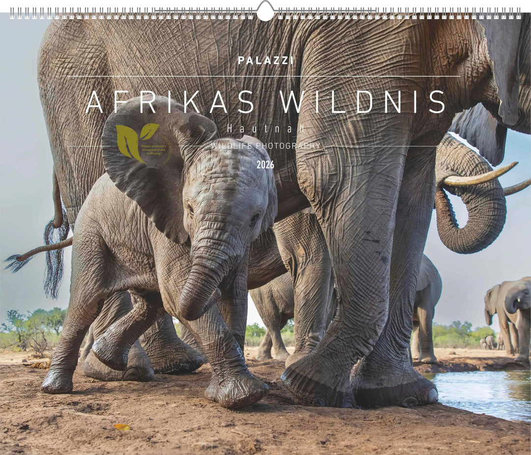 Palazzi - Hautnah – Afrikas Wildnis 2026 – Wandkalender 60×50 cm mit 12 Tierfotografien, Poster-Kale