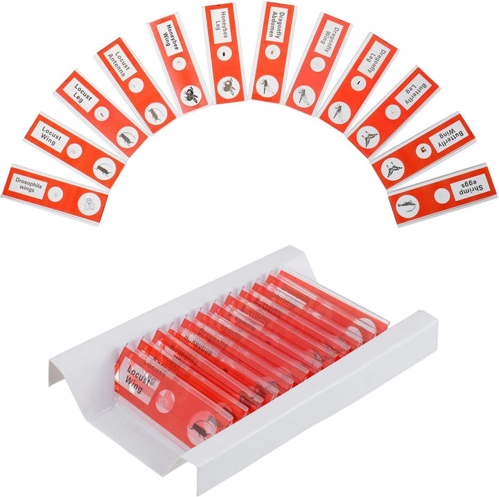 BOJACK 48 Pcs Kunststoff mikroskope Objektträger Objektträger für Kinder mit Insekten, Tieren, Blume