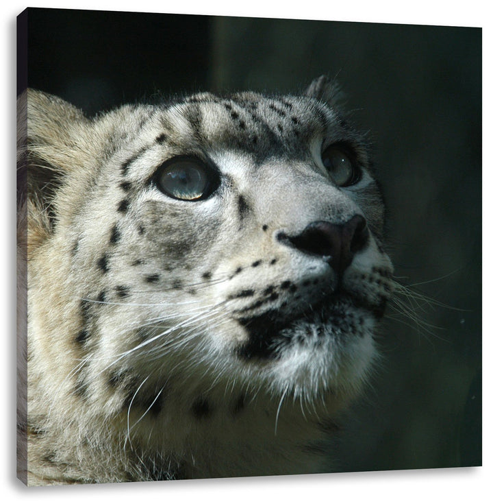 Pixxprint Leopard, Format: 70x70 auf Leinwand, XXL riesige Bilder fertig gerahmt mit Keilrahmen, Kun