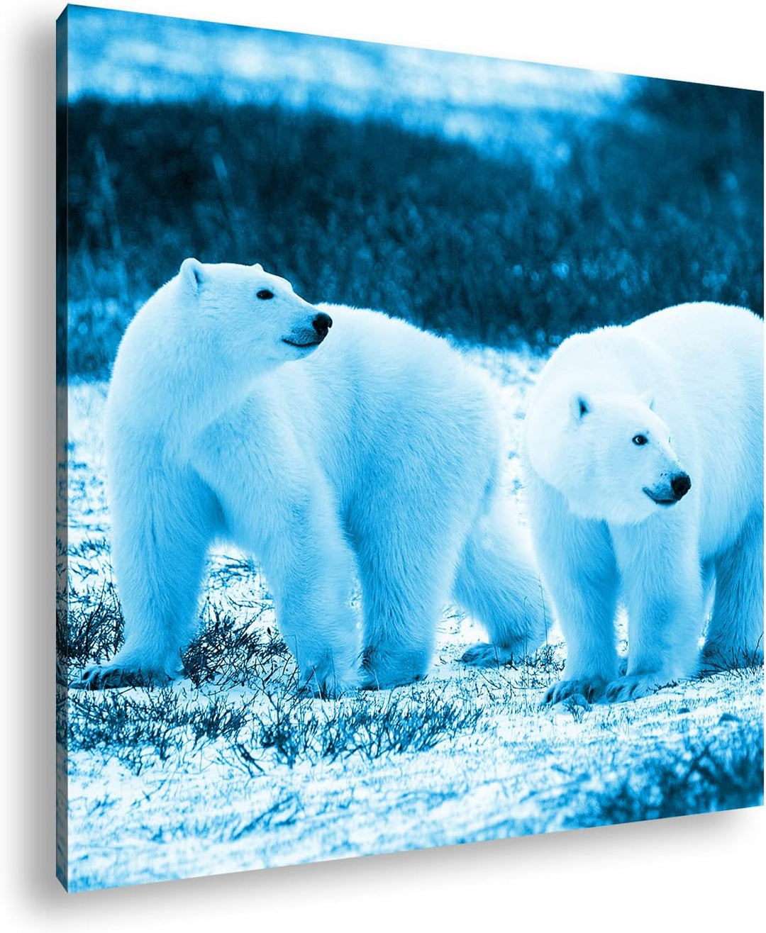 deyoli Eindrucksvolle Eisbären Format: 70x70 Effekt: Zeichnung als Leinwandbild, Motiv auf Echtholzr