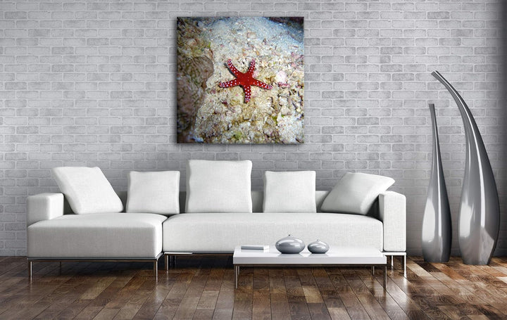 deyoli Atemberaubender Seestern Format: 60x60 als Leinwandbild, Motiv fertig gerahmt auf Echtholzrah