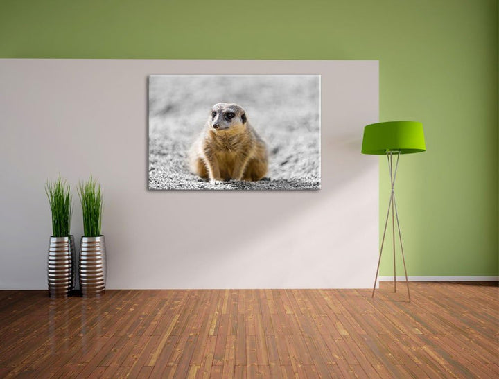 schüchternes Erdmännchen schwarz/weiss auf Leinwand, XXL riesige Bilder fertig gerahmt mit Keilrahme