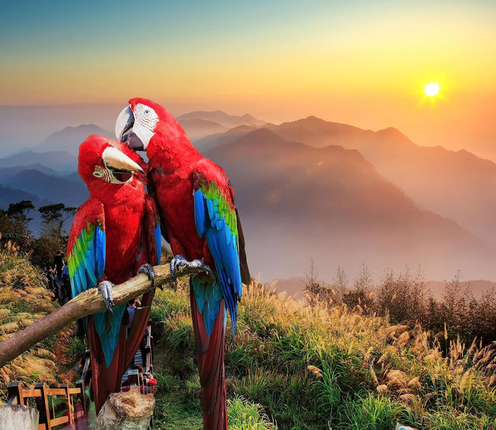 Papageien Pärchen Herdabdeckplatte & Spritzschutz aus Echtglas | Für Herd-Kochfelder | 60x52 cm