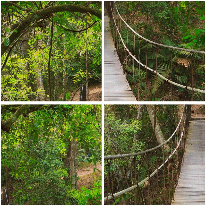 Wandbilder Dekoration Wohnzimmer Fussgängerbrücke Wald Abenteuer Panorama Bilder auf Leinwand 120x50