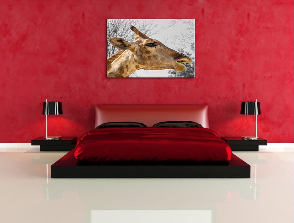 anmutige Giraffe isst schwarz/weiss auf Leinwand, XXL riesige Bilder fertig gerahmt mit Keilrahmen,