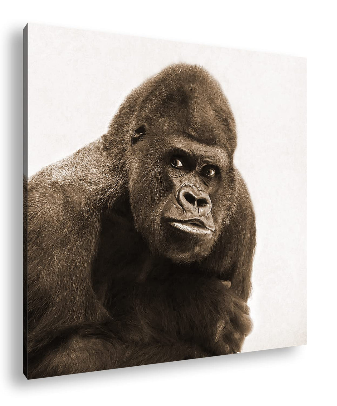 Gorilla Silberrücken Format: 70x70 Effekt: Sepia als Leinwandbild, Motiv fertig gerahmt auf Echtholz