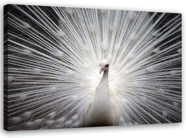 Feeby Wandbild Tier Druckbild Leinwandbild Vogel Weiss 70x50 cm M14235 70x50 cm, M14235 70x50 cm