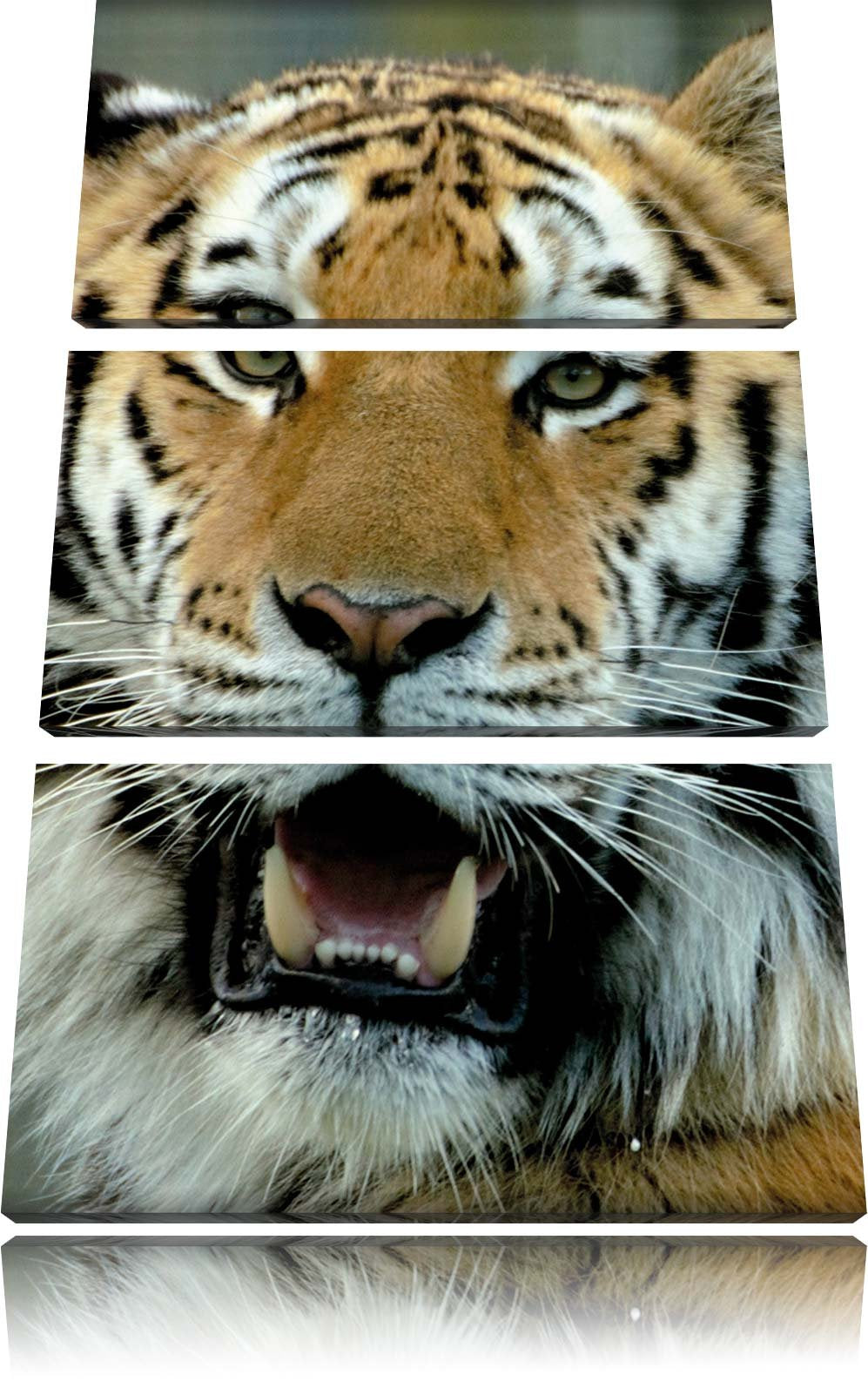 Pixxprint Tiger mit offenem Maul 3-Teiler Leinwandbild 120x80 Bild auf Leinwand