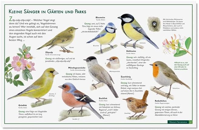 Wawra´s Naturtafeln Set 3 - mit 12 Lerntafeln im A3-Format zum Entdecken, Beobachten, Bestimmen - 41