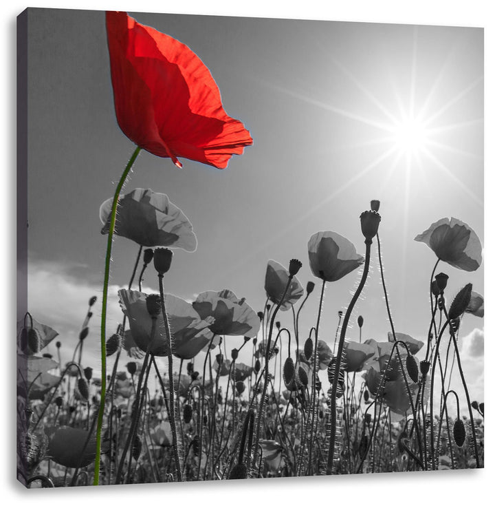 Pixxprint Mohnblumenfeld im Sommer als Leinwandbild/Grösse: 70x70 cm/Wandbild/Kunstdruck/fertig besp