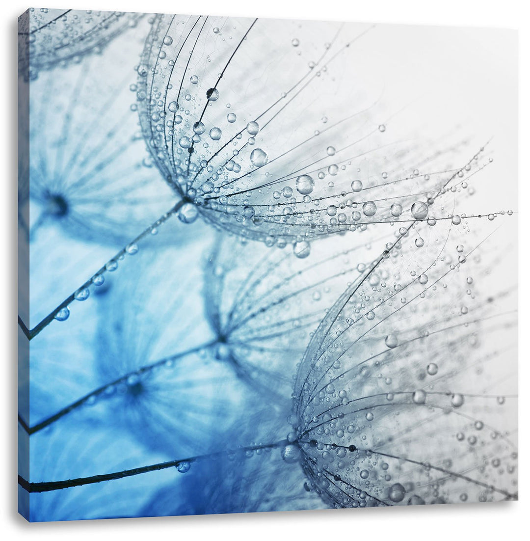 Pixxprint Tropfen bedeckte Pusteblumen Schwarz/Weiss, Format: 70x70 auf Leinwand, 70x70
